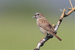 Botteri's Sparrow